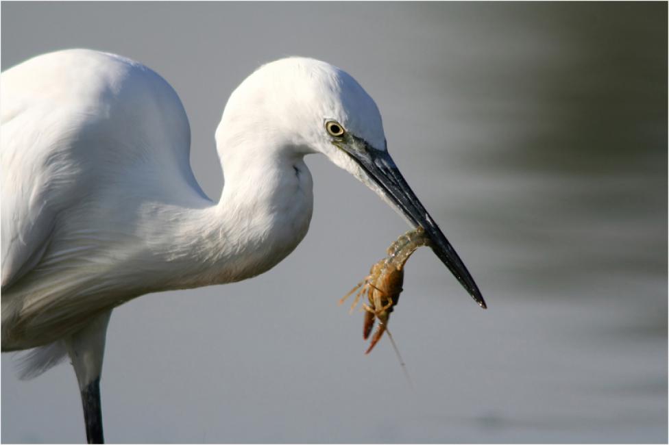 Garceta común (Egretta garzetta) de pesca